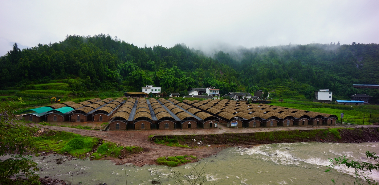 通江银耳基地